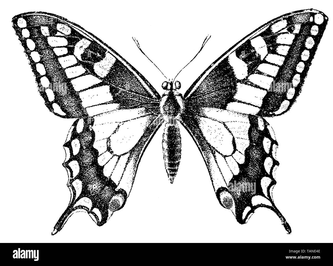 Ancien Monde, swallowtail Papilio machaon, (encyclopédie, 1892) Banque D'Images