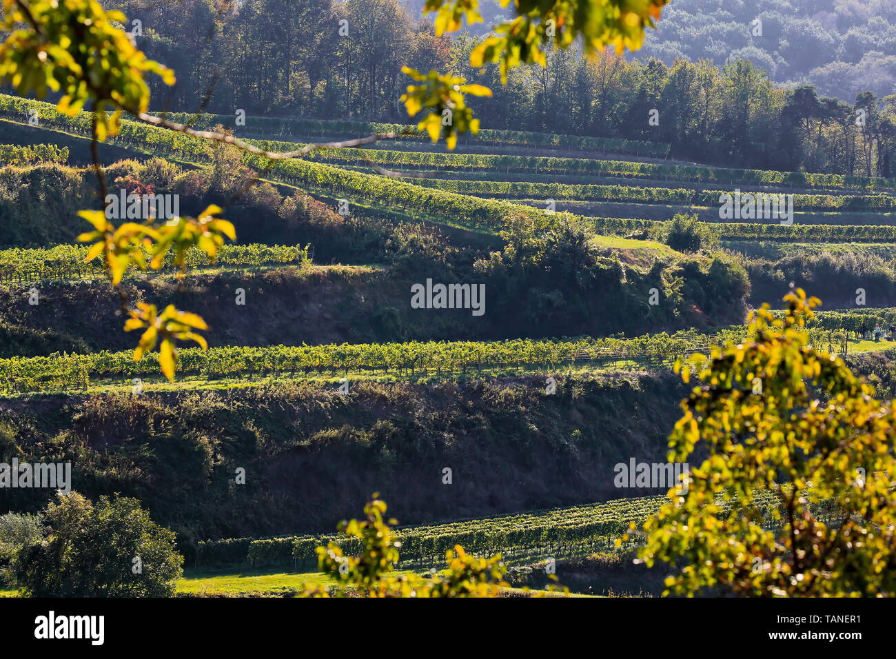 Kaiserstuhl est une région viticole en Allemagne Banque D'Images