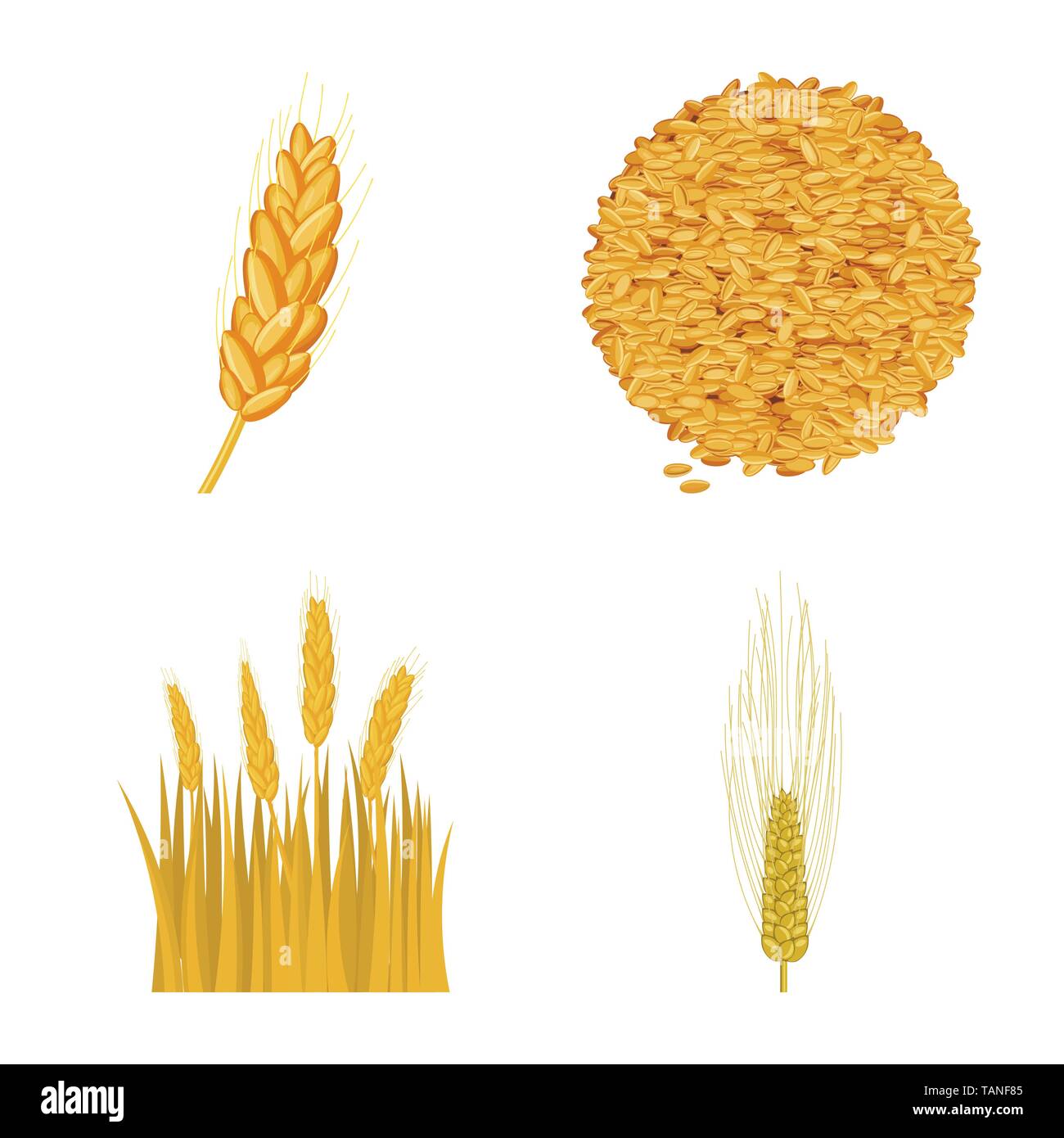 L'orge de printemps,spike,graines,dur,Culture,hiver,farine,terre, pain, céréales,graines,maïs,oreille,son,campagne,,golden,automne,venu,alimentation,or,rural,blé,maïs,avoine céréales,récolte,ferme,terrain,agriculture,agriculture,seigle,plantes,,set,icône,,illustration,collection,isolé,design,graphisme,élément signe,caricature,couleur,vecteurs vecteur, , Illustration de Vecteur