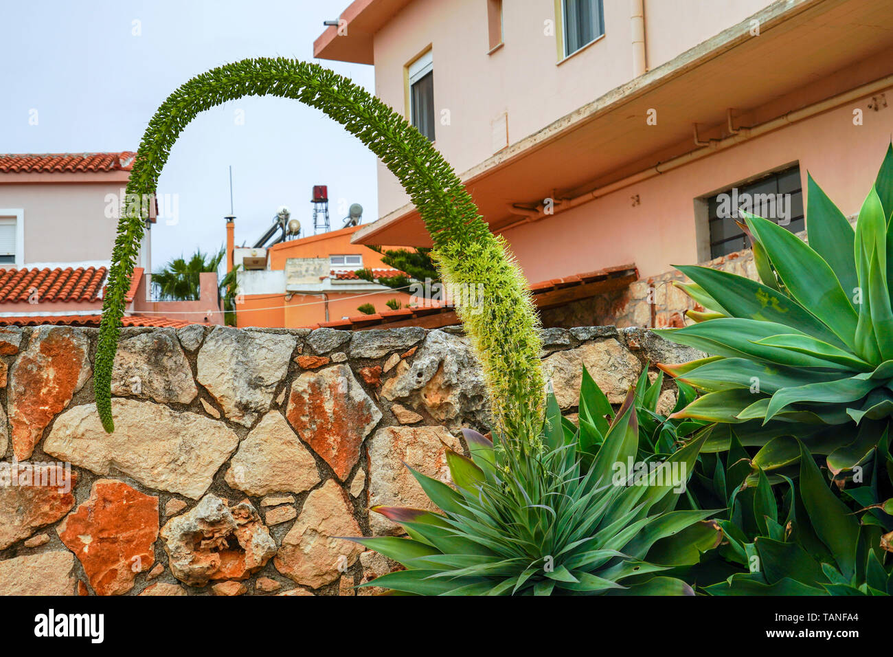 Agave vilmoriniana Agave (Octopus) Banque D'Images