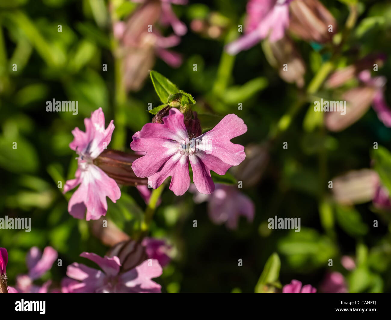 Fleurs rouge campion, catchflies, bloom dans un parc à Yokohama, Japon Banque D'Images