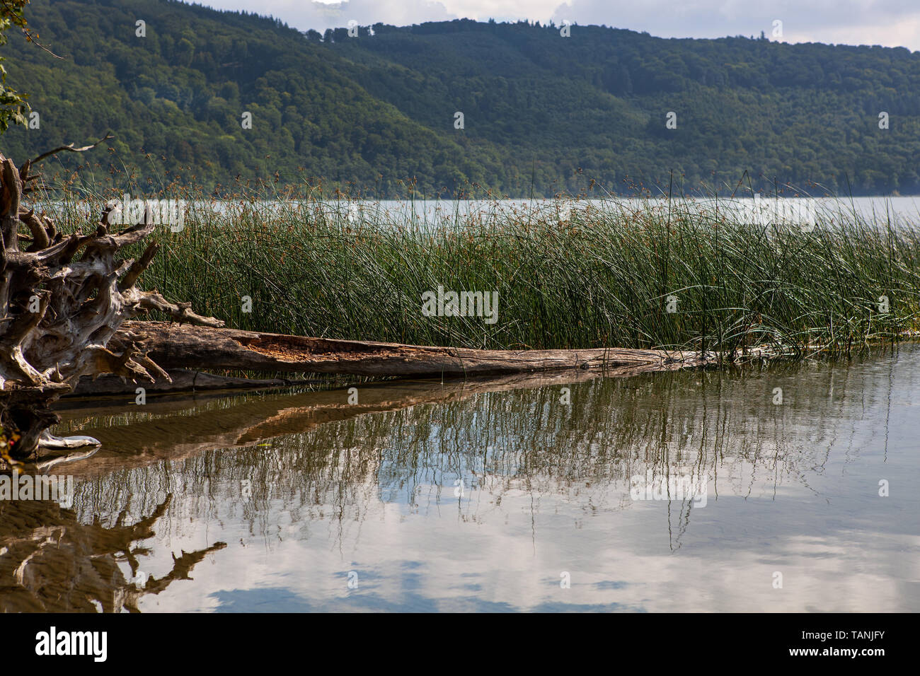 Im Uferbereich des Laacher, voit dans Calderasee in der Eifel und dem groessten Voir en Rheinland-Pfalz, liegt ein Baum abgestorbener Banque D'Images