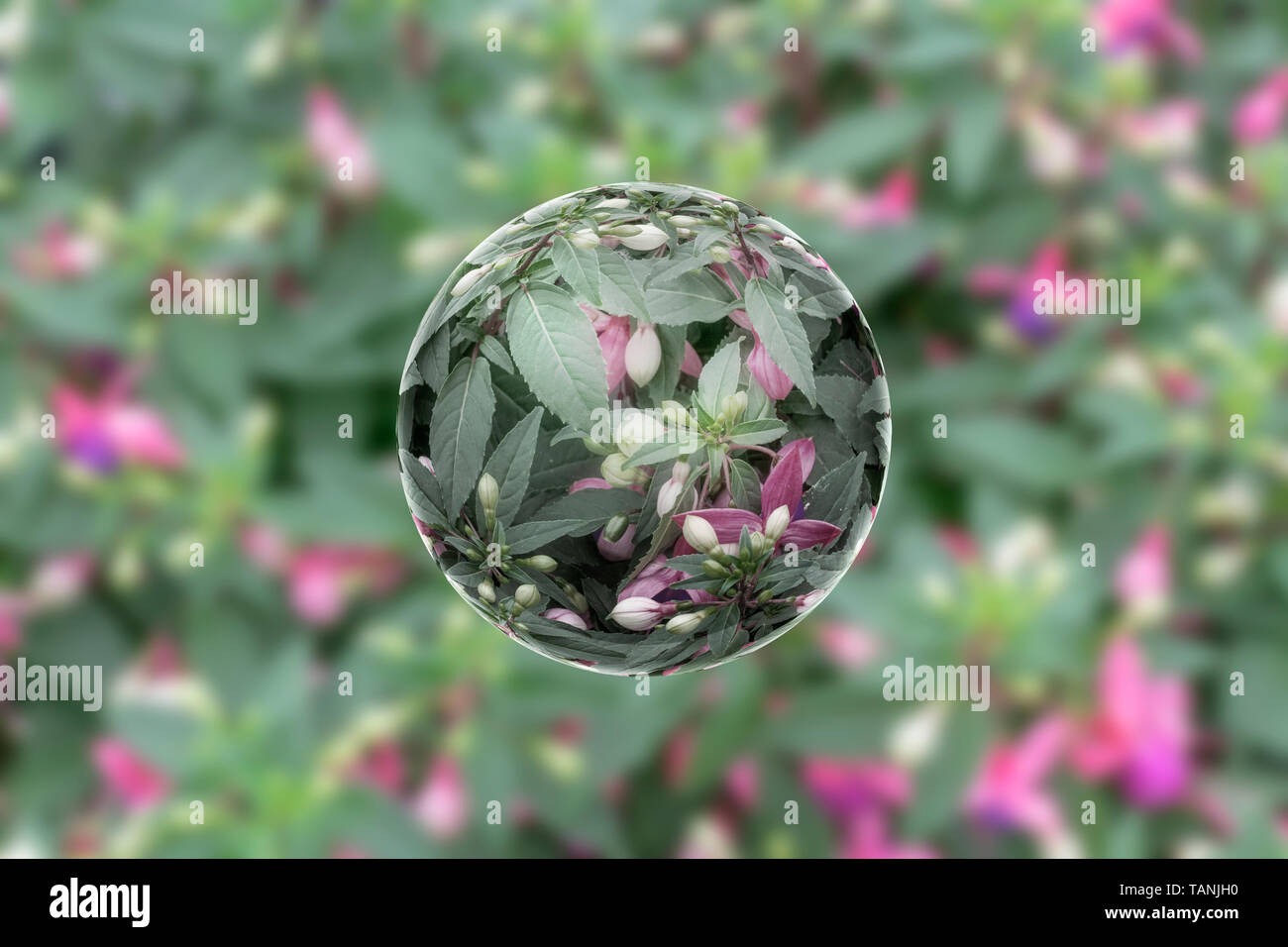 Fuchsia hybride blanc dans une balle avec une belle chrystall bokeh background. lens ball Banque D'Images