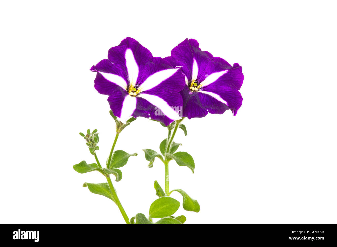 Deux fleurs de pétunia violet sur fond blanc Banque D'Images