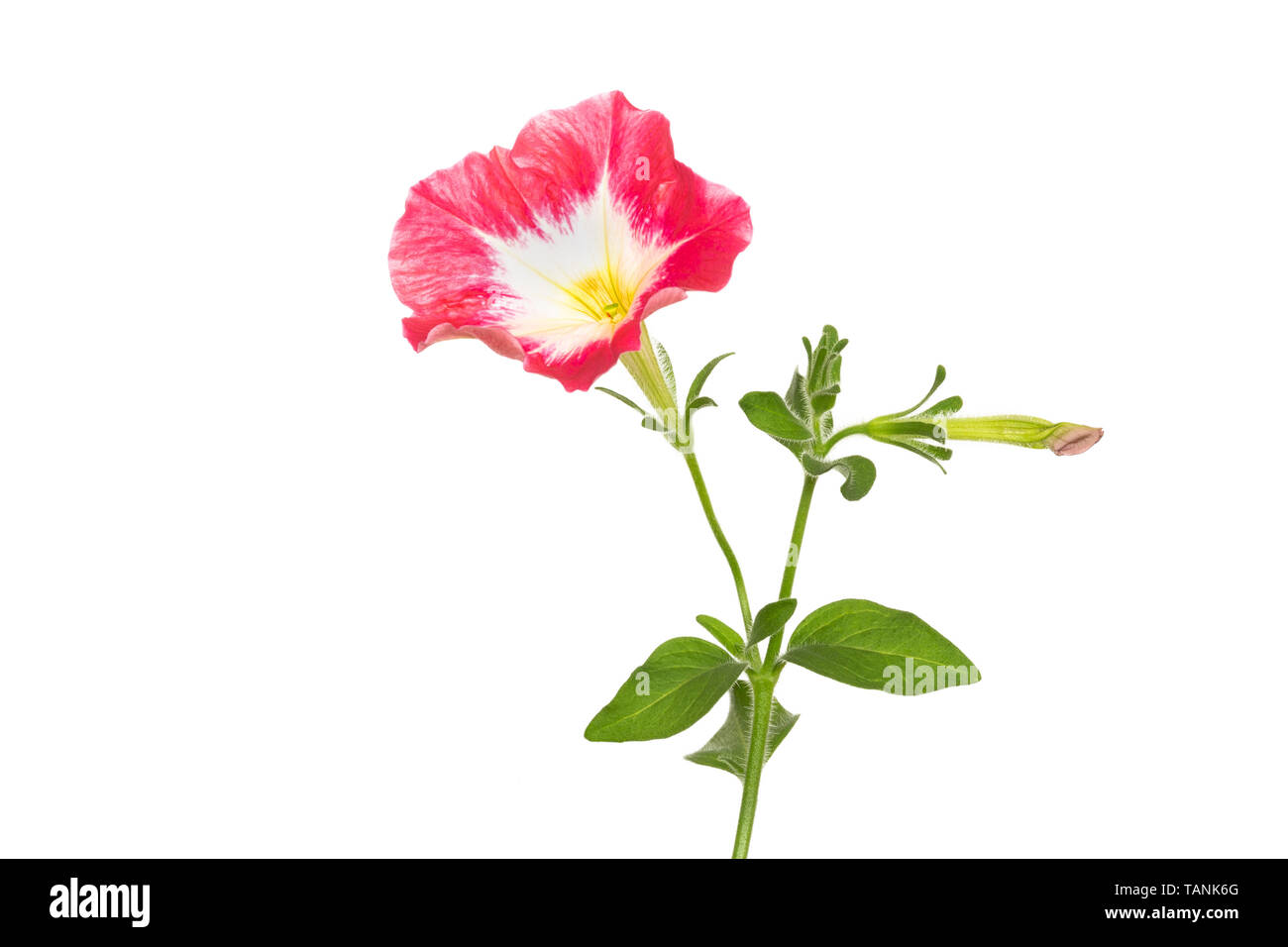 Pétunia rose fleur sur fond blanc Banque D'Images