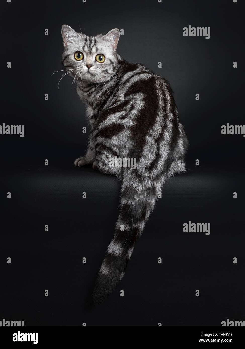 Sweet Black Silver Tabby Chaton British Shorthair Assis A L Envers A L Appareil Photo De Avec De Grands Yeux Rond Jaune Vert Isole Sur Photo Stock Alamy Sweet Black Silver Tabby Chaton British Shorthair Assis A L Envers A L Appareil Photo De Avec De Grands Yeux Rond Jaune Vert Isole Sur Photo Stock Alamy