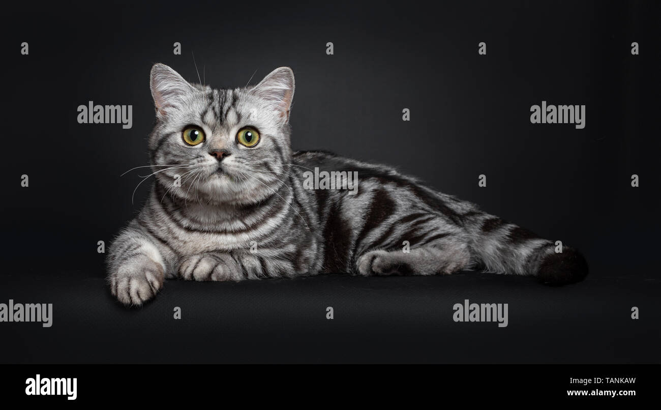 Sweet Black Silver Tabby Chaton British Shorthair Fixant Les Moyens Cote A La Recherche D Appareil Photo Avec De Grands Yeux Rond Jaune Vert Isole Sur Dos Noir Photo Stock Alamy Sweet Black Silver Tabby Chaton British Shorthair Fixant Les Moyens Cote A La Recherche D Appareil Photo Avec De Grands Yeux Rond Jaune Vert Isole Sur Dos Noir Photo Stock Alamy