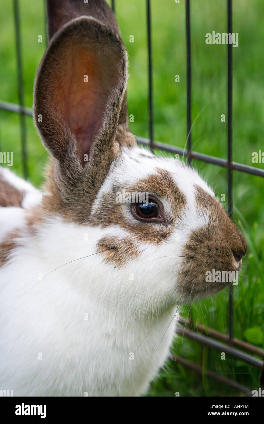 Brown spotted lapin mange de l'herbe dans un pré, tout en étant dans une cage Banque D'Images