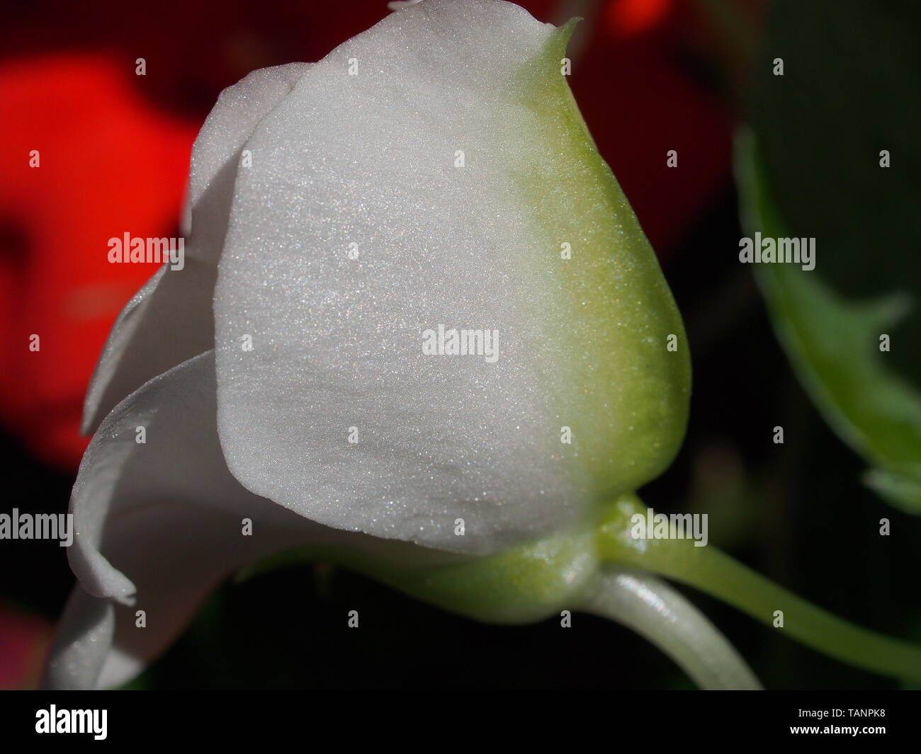 Fleur blanche des bourgeons du sapin baumier. Plantes en pot. La culture d'espèces végétales. Mode Macro. Banque D'Images