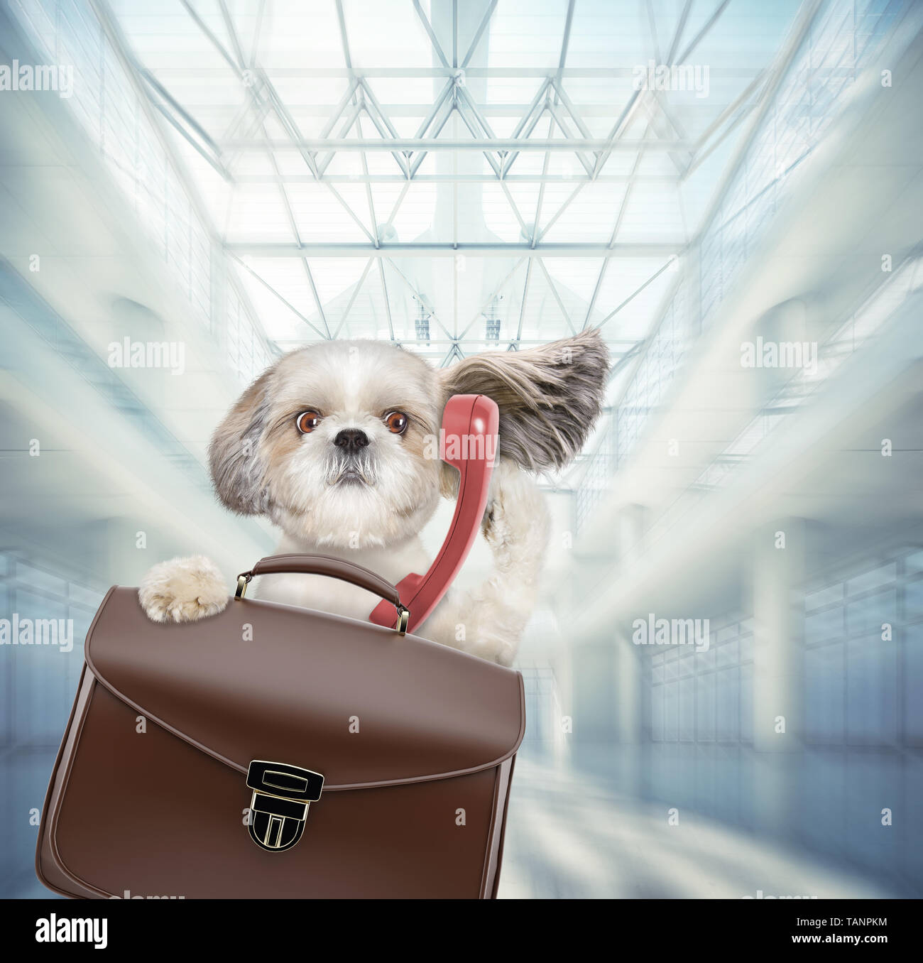 Chien Shitzu attend à l'aéroport avec brown suitcase and phone Banque D'Images