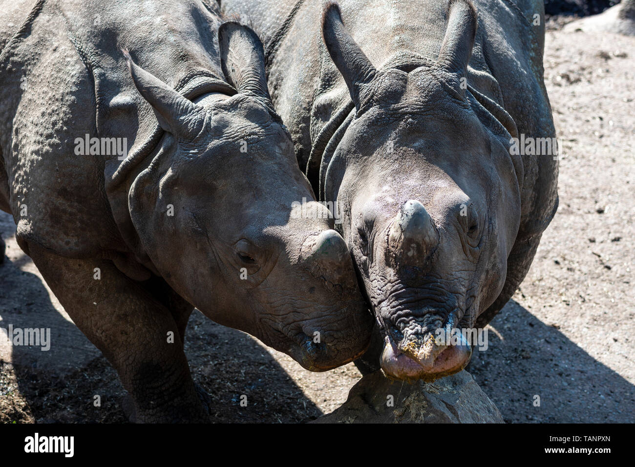 Paire de rhinocéros à une corne (Rhinoceros unicornis) au Zoo d'Edimbourg, Ecosse, Royaume-Uni Banque D'Images