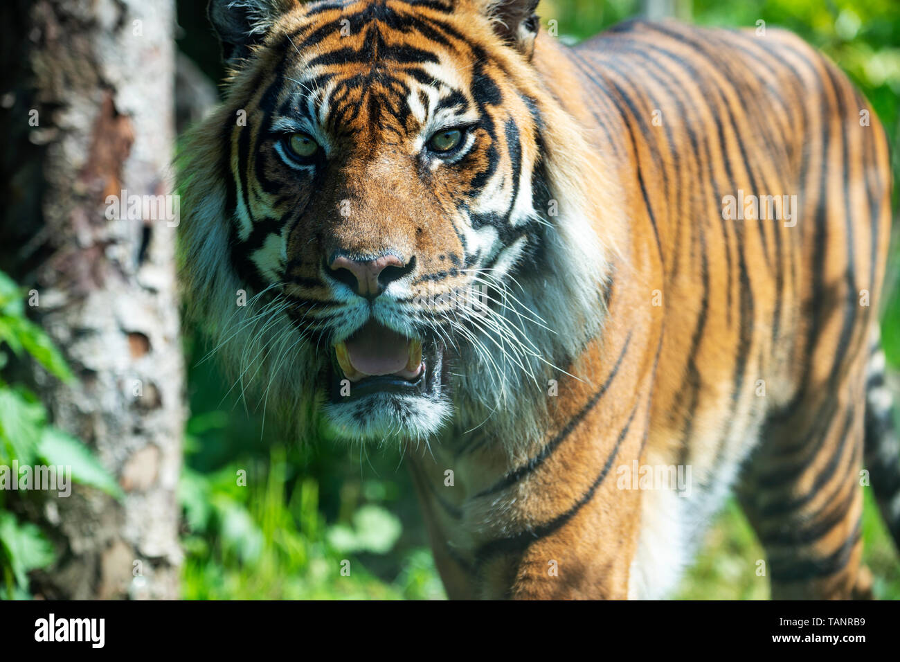 Homme tigre de Sumatra (Panthera tigris sumatrae) au Zoo d'Edimbourg, Ecosse, Royaume-Uni Banque D'Images