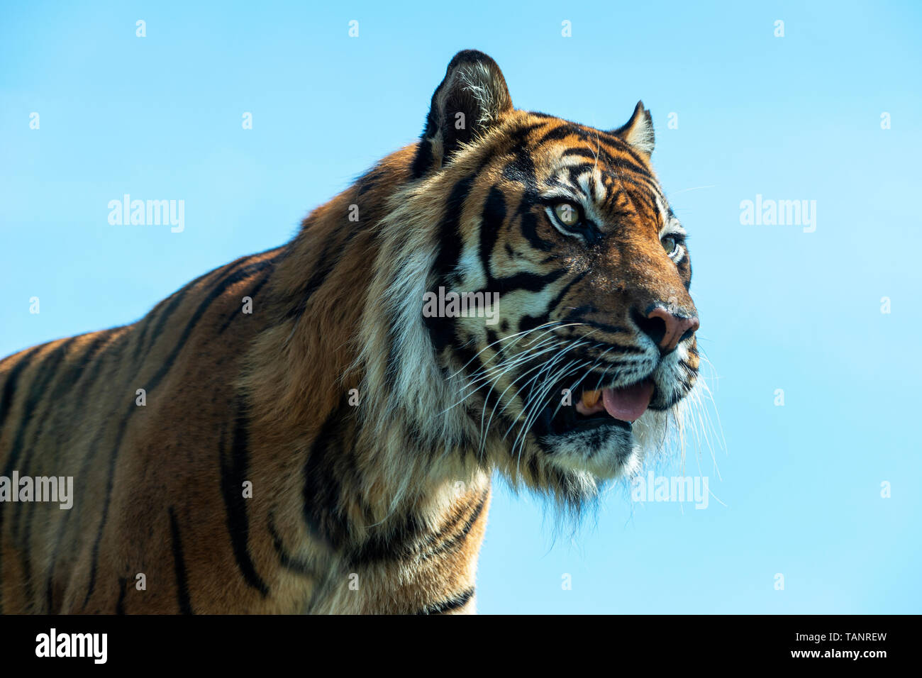 Homme tigre de Sumatra (Panthera tigris sumatrae) au Zoo d'Edimbourg, Ecosse, Royaume-Uni Banque D'Images