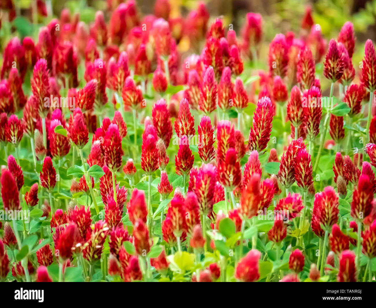 Un champ de trèfle incarnat, Trifolium incarnatum, les fleurs d'un rouge vif dans un domaine japonais à Yokohama, au Japon. Banque D'Images