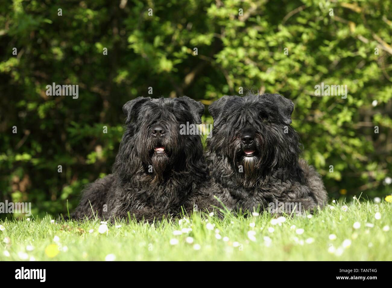 Bouvier des Flandres 2 Banque D'Images