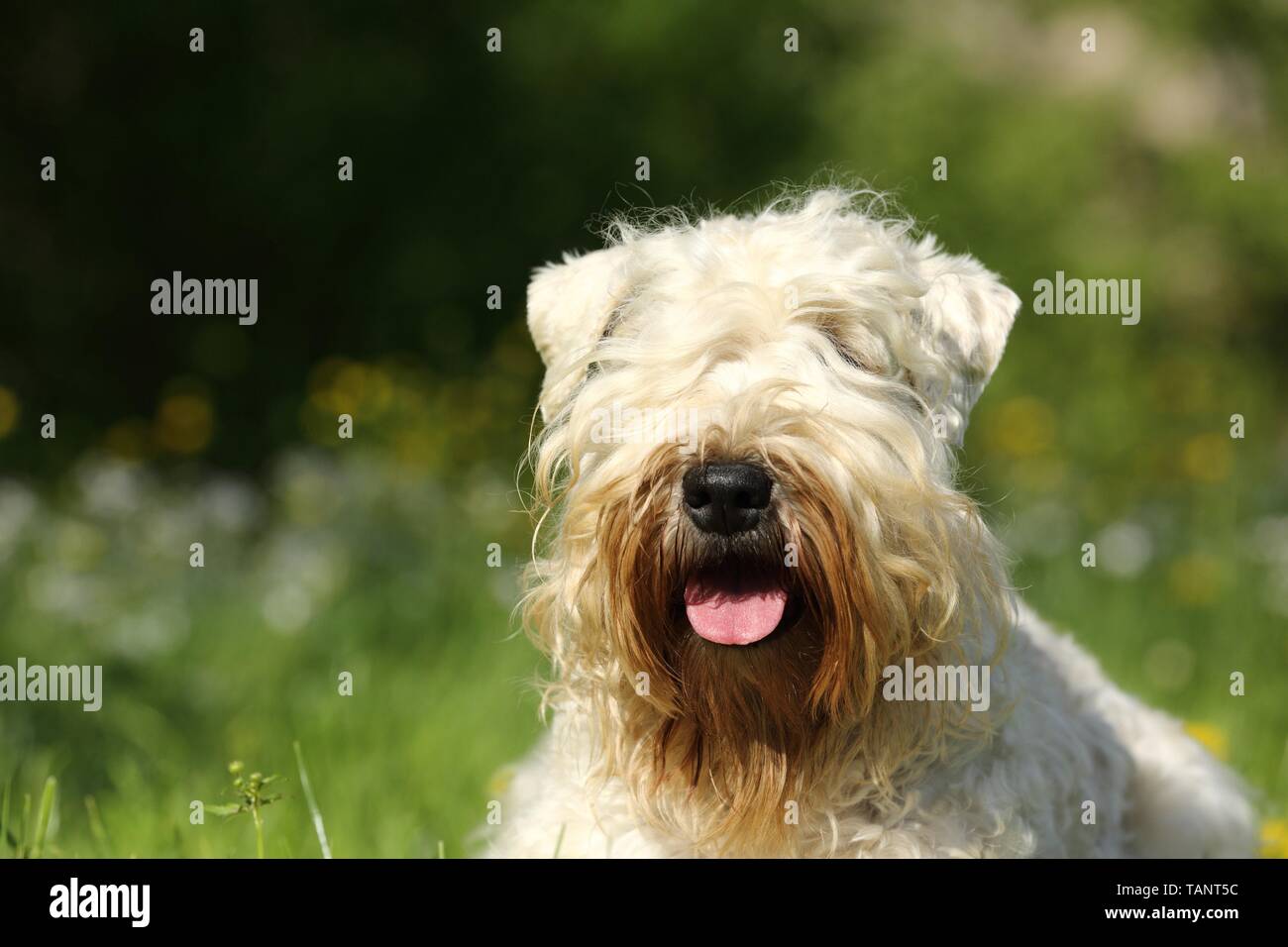Irish Soft Coated Wheaten Terrier Portrait Banque D'Images