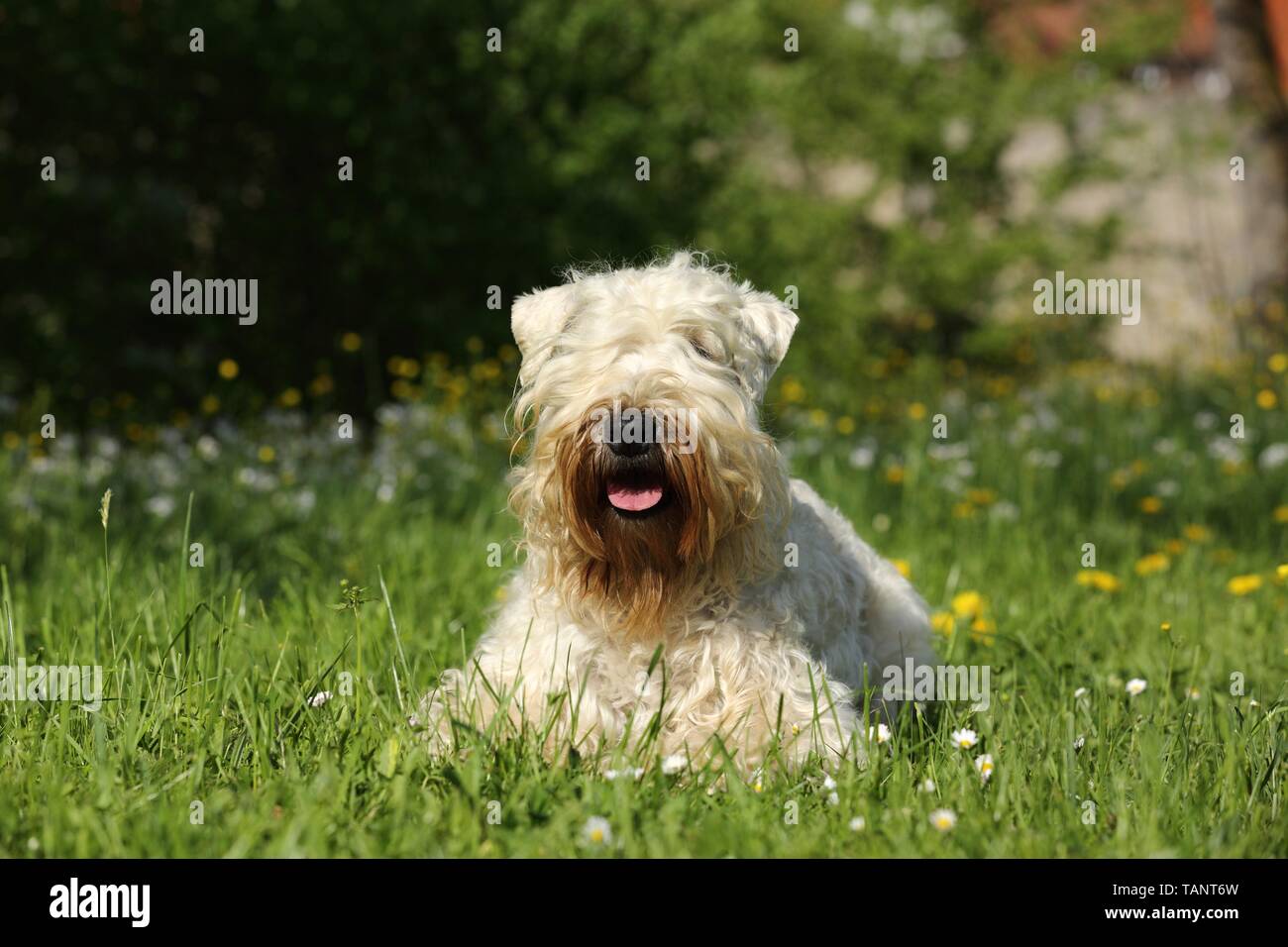 Couché Wheaten Terrier Irlandais Banque D'Images
