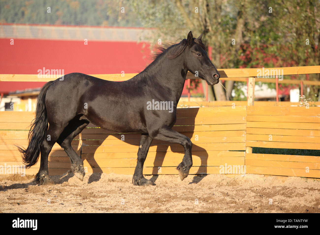 Beau cheval frison travaillant dans paddock rond Banque D'Images