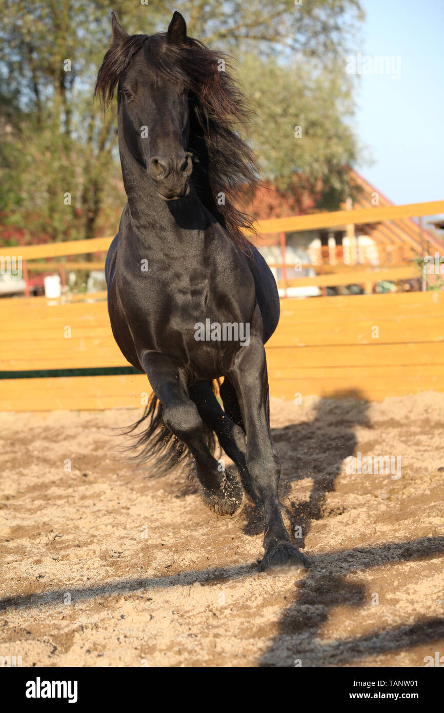Beau cheval frison travaillant dans paddock rond Banque D'Images