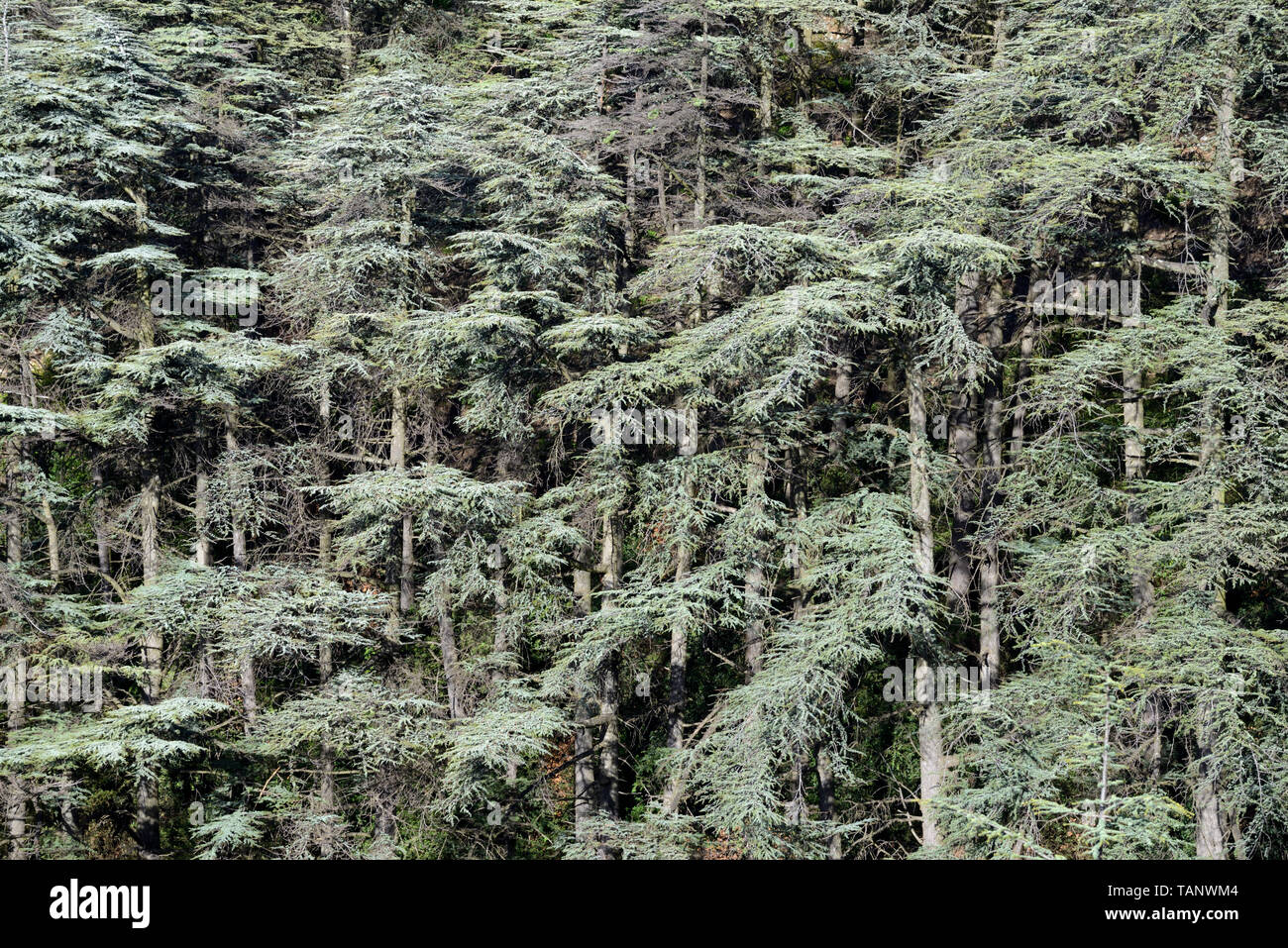 Forêt de Cèdres de l'Atlas, Cedrus atlantica, dans les Alpilles ou les parc régional des Alpilles Provence France Banque D'Images