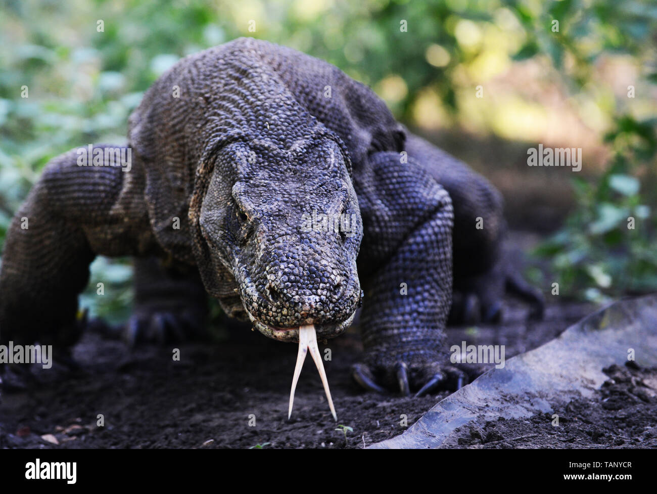 Un dragon de Komodo en Indonésie, l'île de Komodo. Banque D'Images