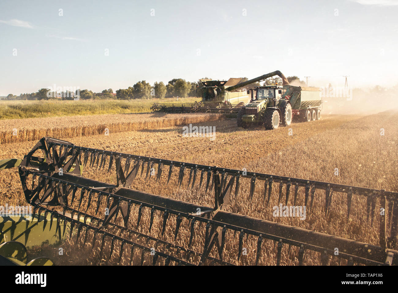 Moissonneuse-batteuse et un tracteur travaillant ensemble sur un champ de blé Banque D'Images