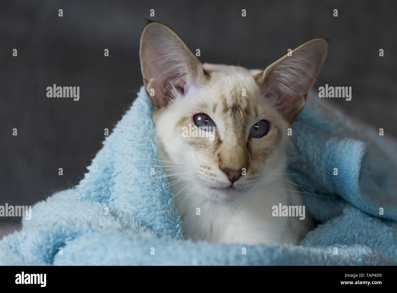 Portrait De Chat Gris Adultes Aux Yeux Bleus Photo Stock Alamy Portrait De Chat Gris Adultes Aux Yeux Bleus Photo Stock Alamy