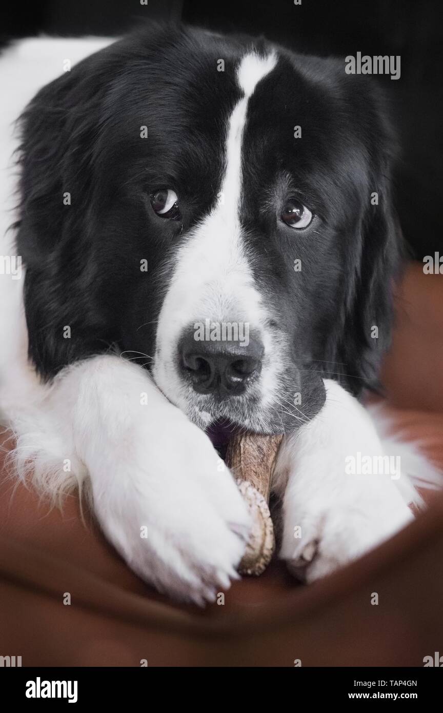 couché de Landseer Banque D'Images