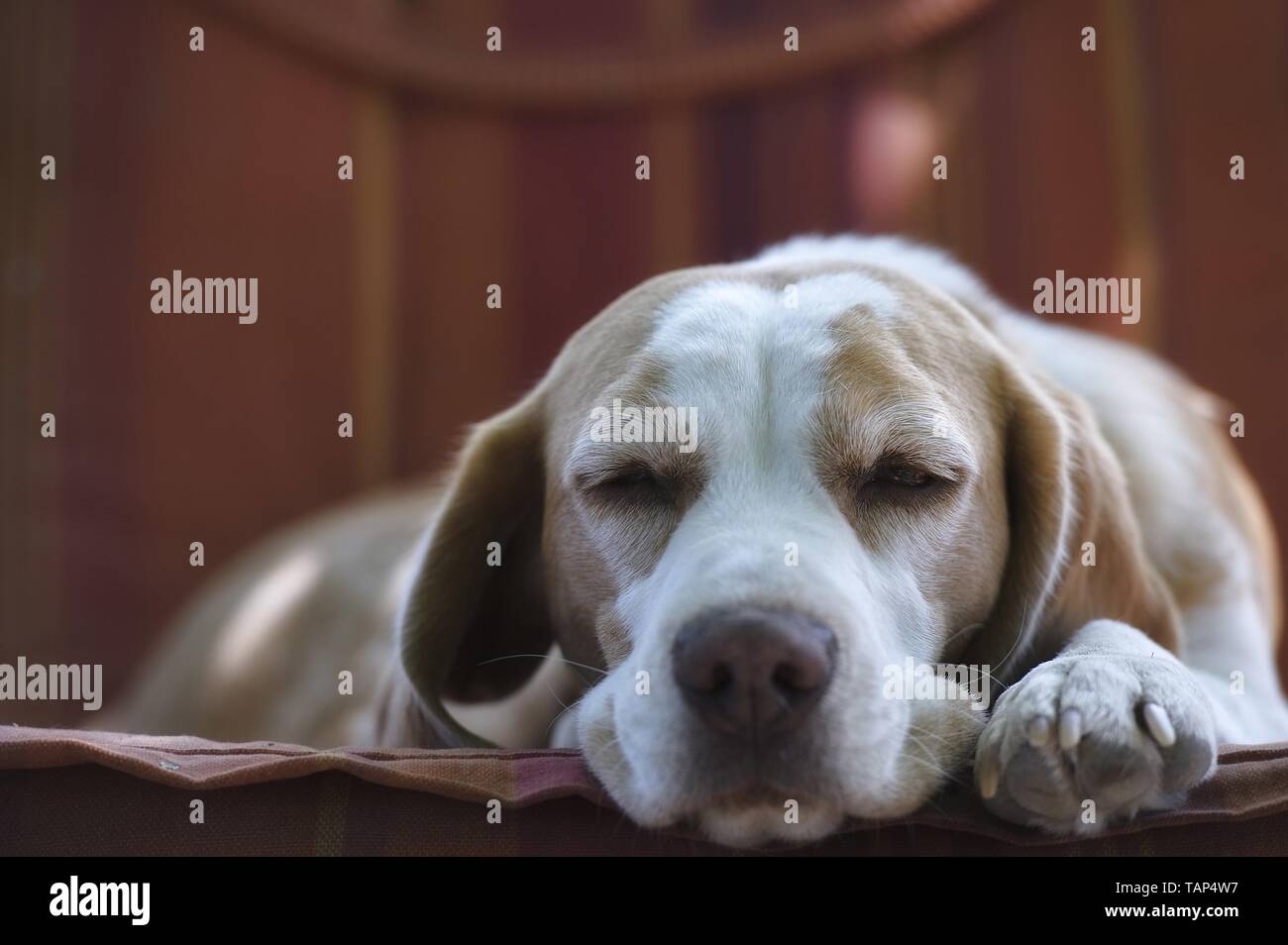 Beagle de couchage Banque D'Images