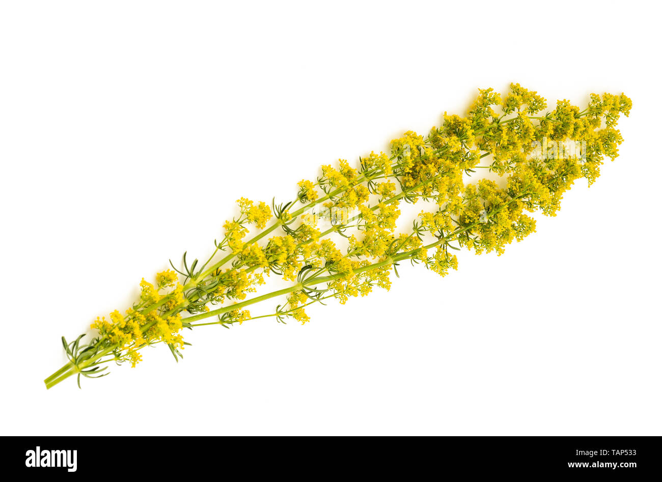 Lady's gratteron Galium verum ( fleurs ) isolated on white Banque D'Images