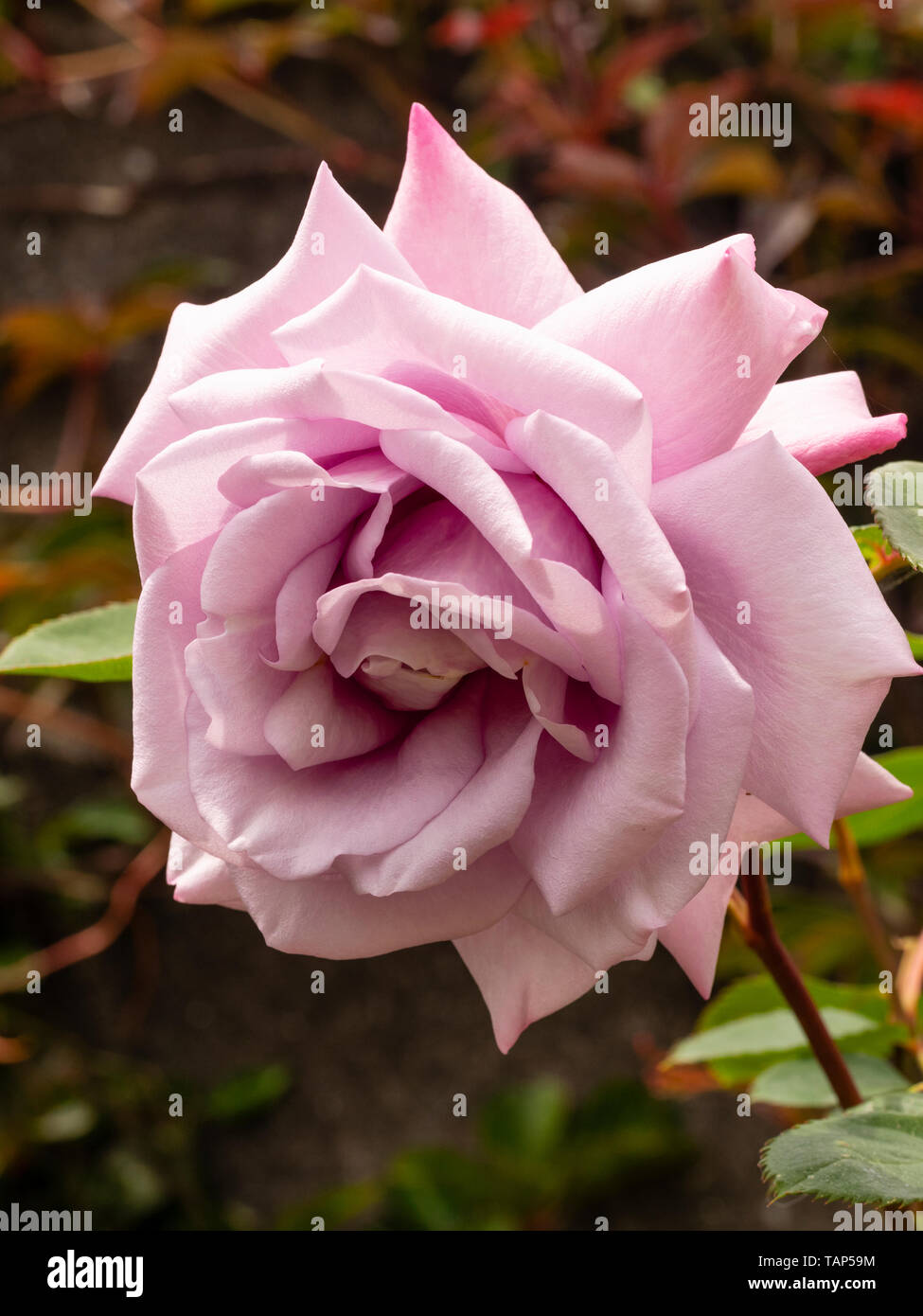 Seule fleur de la couleur lilas, rose thé hybride Rosa 'deux fois dans une Lune Bleue' Banque D'Images