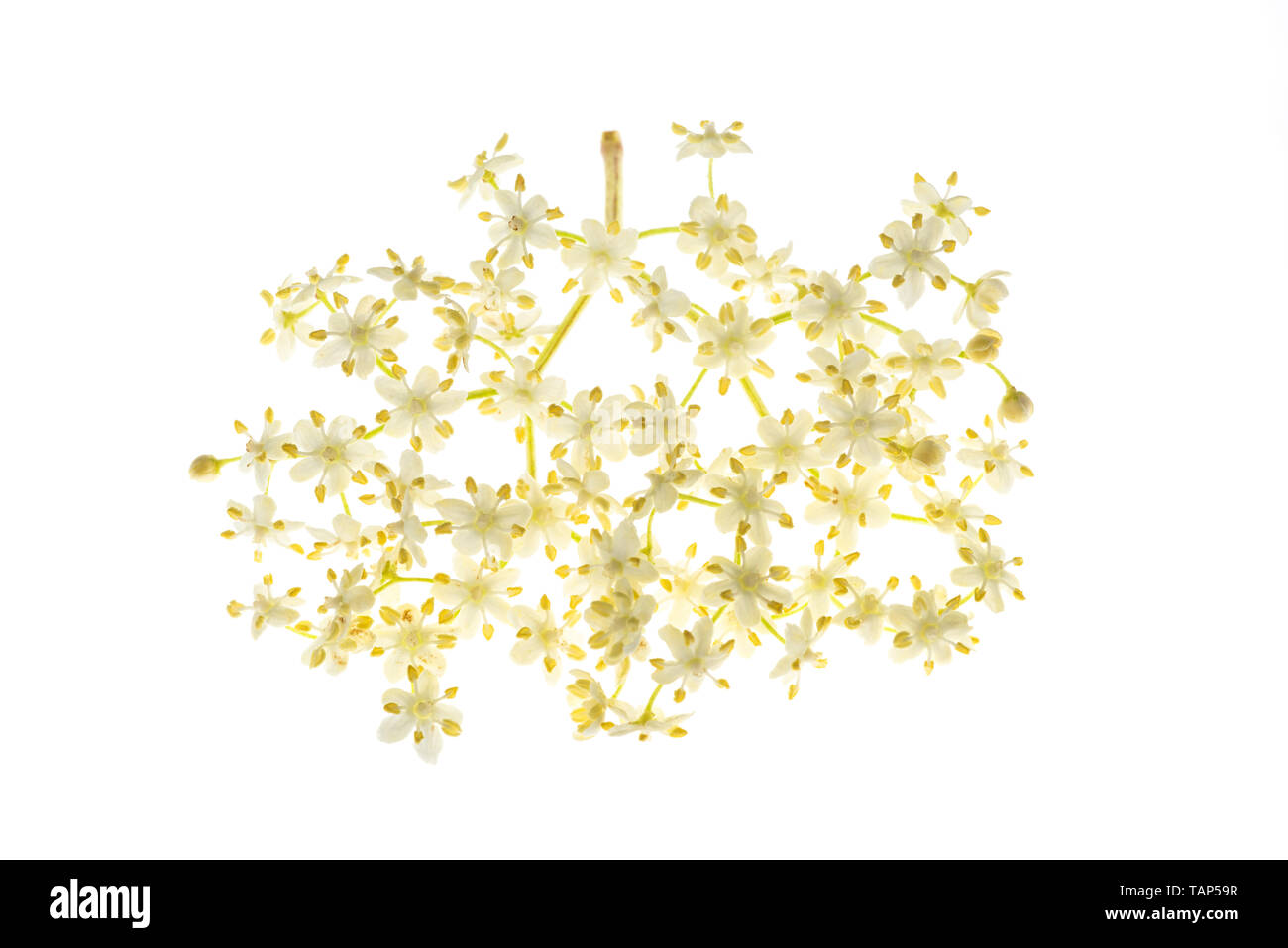 Fleurs de sureau isolé sur fond blanc Banque D'Images