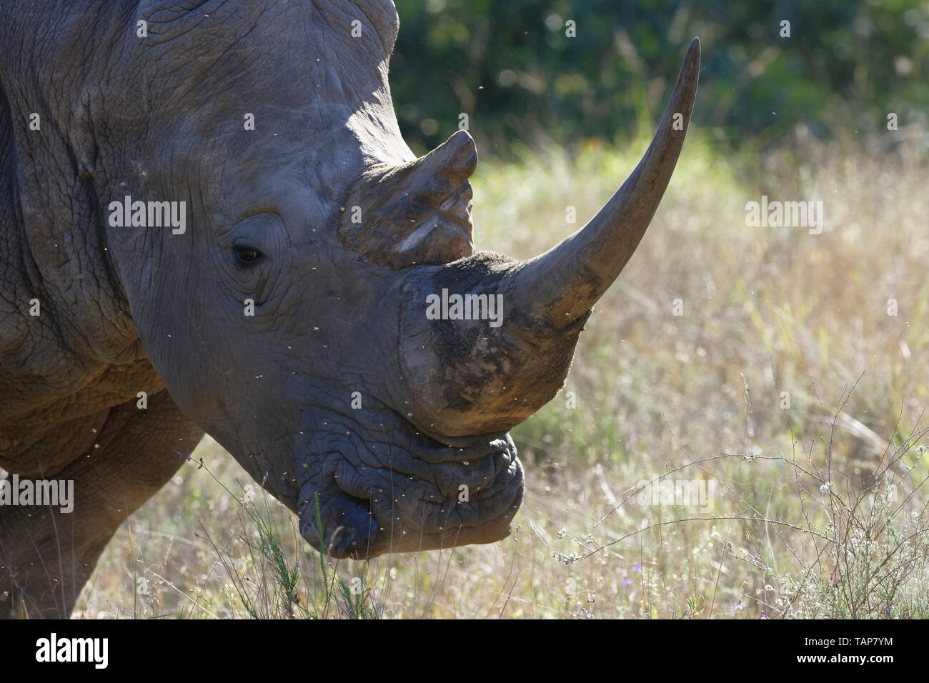 Rhinocéros blanc, Eastern Cape, Afrique du Sud Banque D'Images