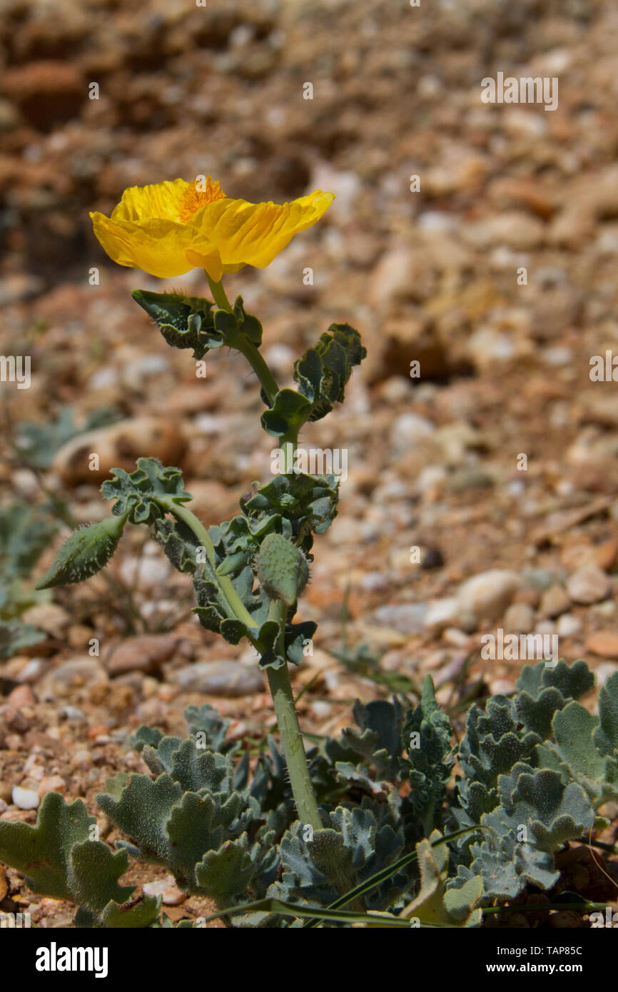 Hornpoppy, Glaucium flavum jaune, mais une belle plante toxique Banque D'Images