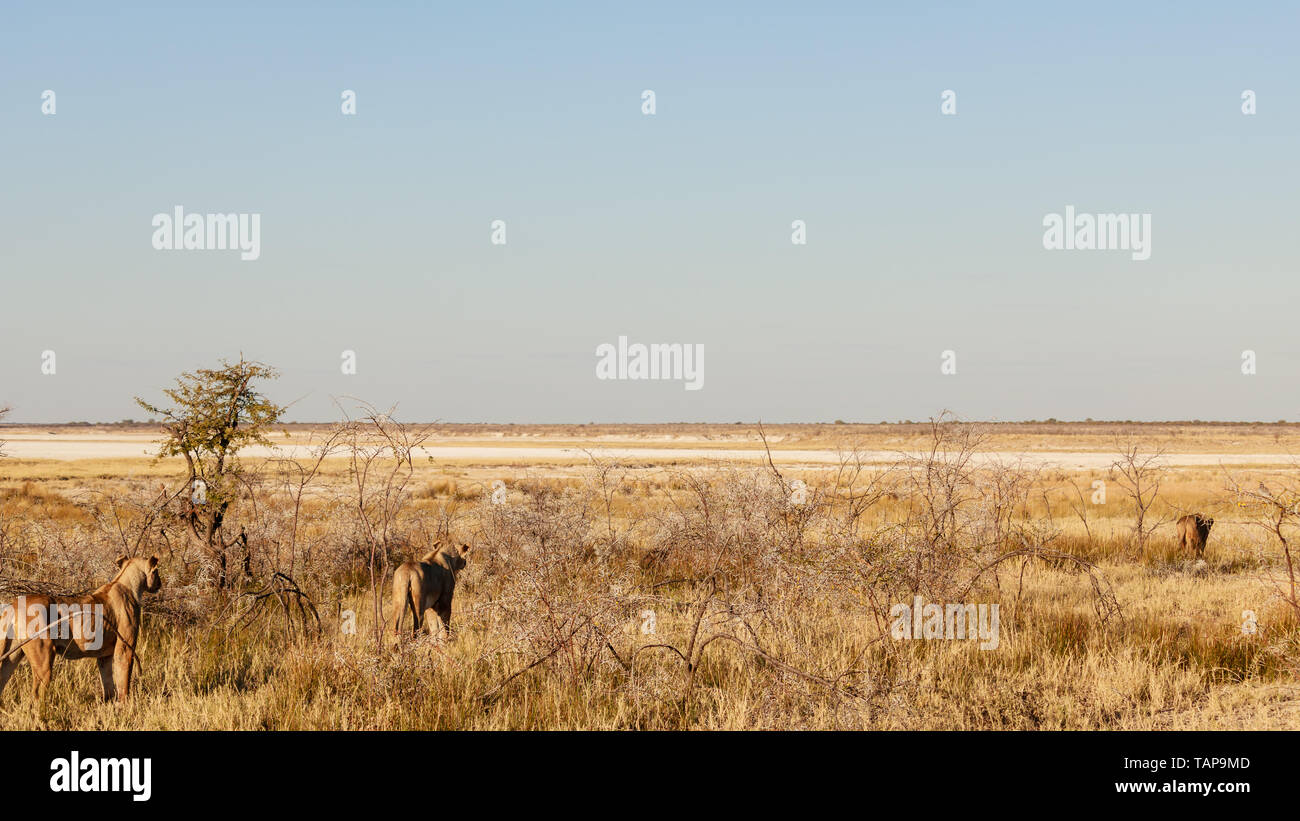 Lionne en mode chasse, Etosha National Park, Namibie Banque D'Images