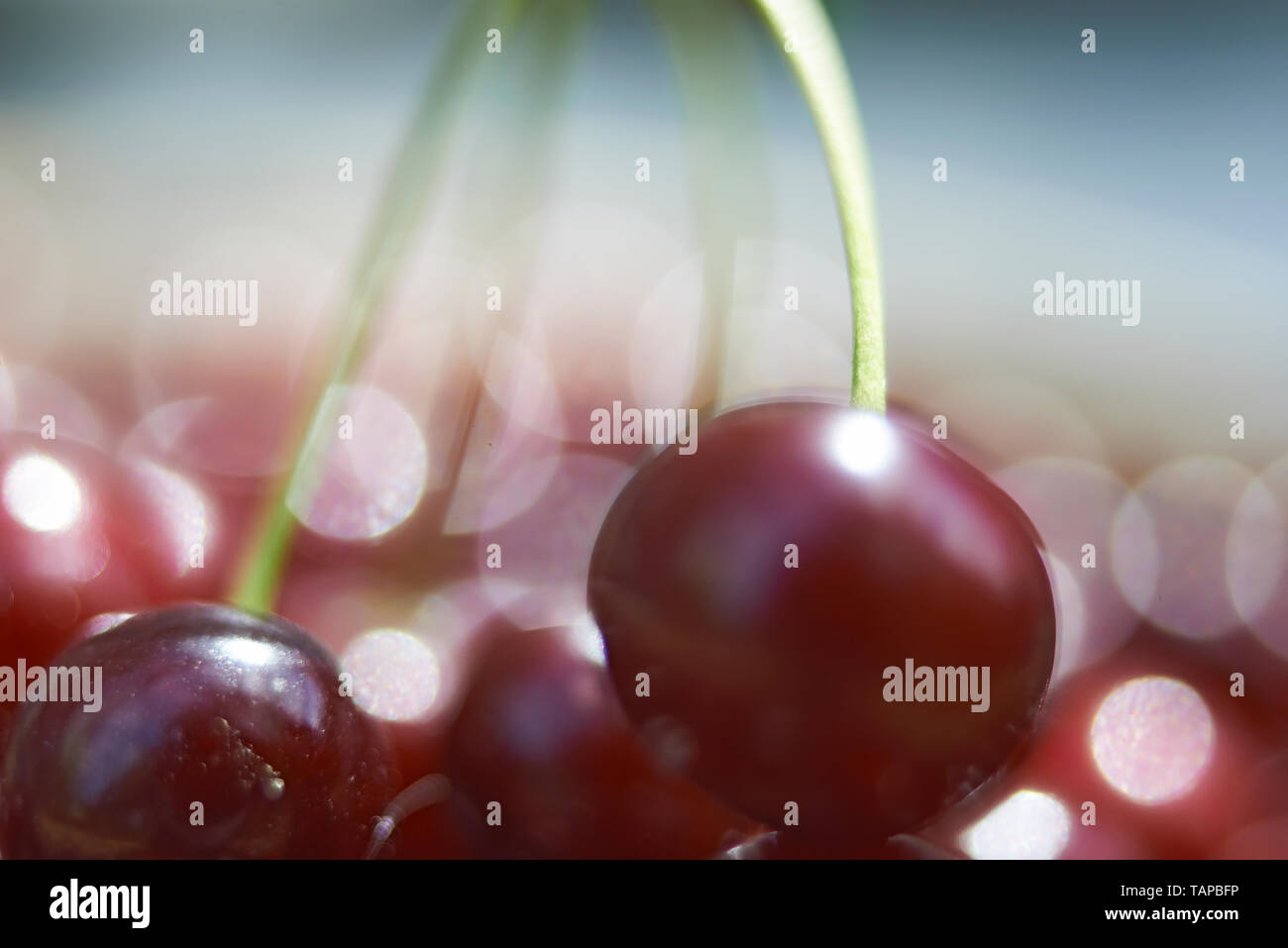 De belles cerises rouges mûres suspendu à un arbre dans le soleil d'été Banque D'Images