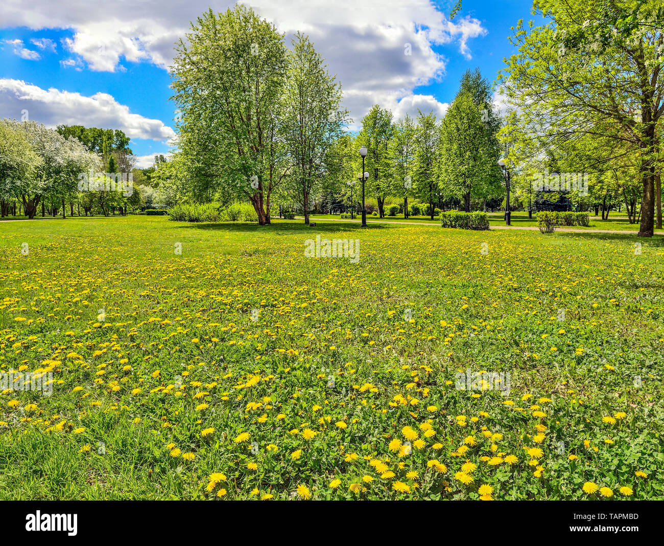 Belle Romantique Printemps Paysage Urbain Ville Parc Avec Arbres Fleurs Et Verdure Printemps Lumineux Des Pissenlits Sur Pelouse Journee Ensoleillee De Printemps Lumineux Photo Stock Alamy
