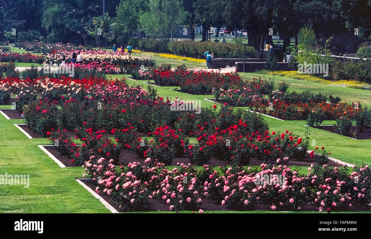 Ce jardin de roses a commencé dans les années 1920 lorsque 15 000 rosiers de 145 variétés ont été plantés dans le parc d'exposition à Los Angeles, Californie, USA. Aujourd'hui, c'est une belle et véritable oasis de tranquillité au cœur de cette métropole. Les 7,5 acres (3 hectares) jardin attire des milliers de visiteurs chaque année et a été protégée de l'urbanisme par adjonction à l'US National Register of Historic Places en 1991. Le jardin est ouvert au public sans frais, sauf lorsqu'il est fermé chaque année pour l'entretien du 1er au 15 mars. Banque D'Images