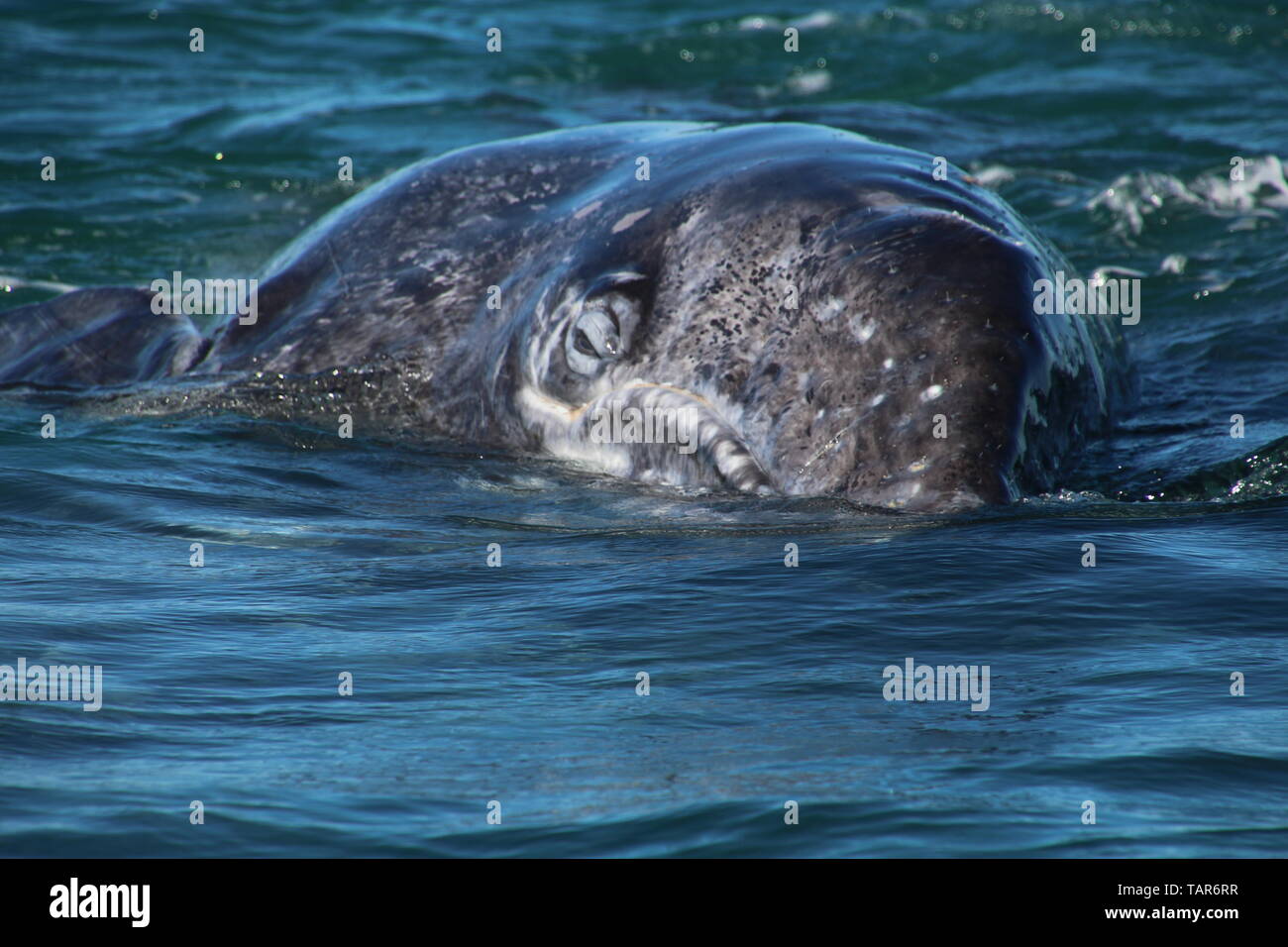 Veau de la baleine grise Banque D'Images