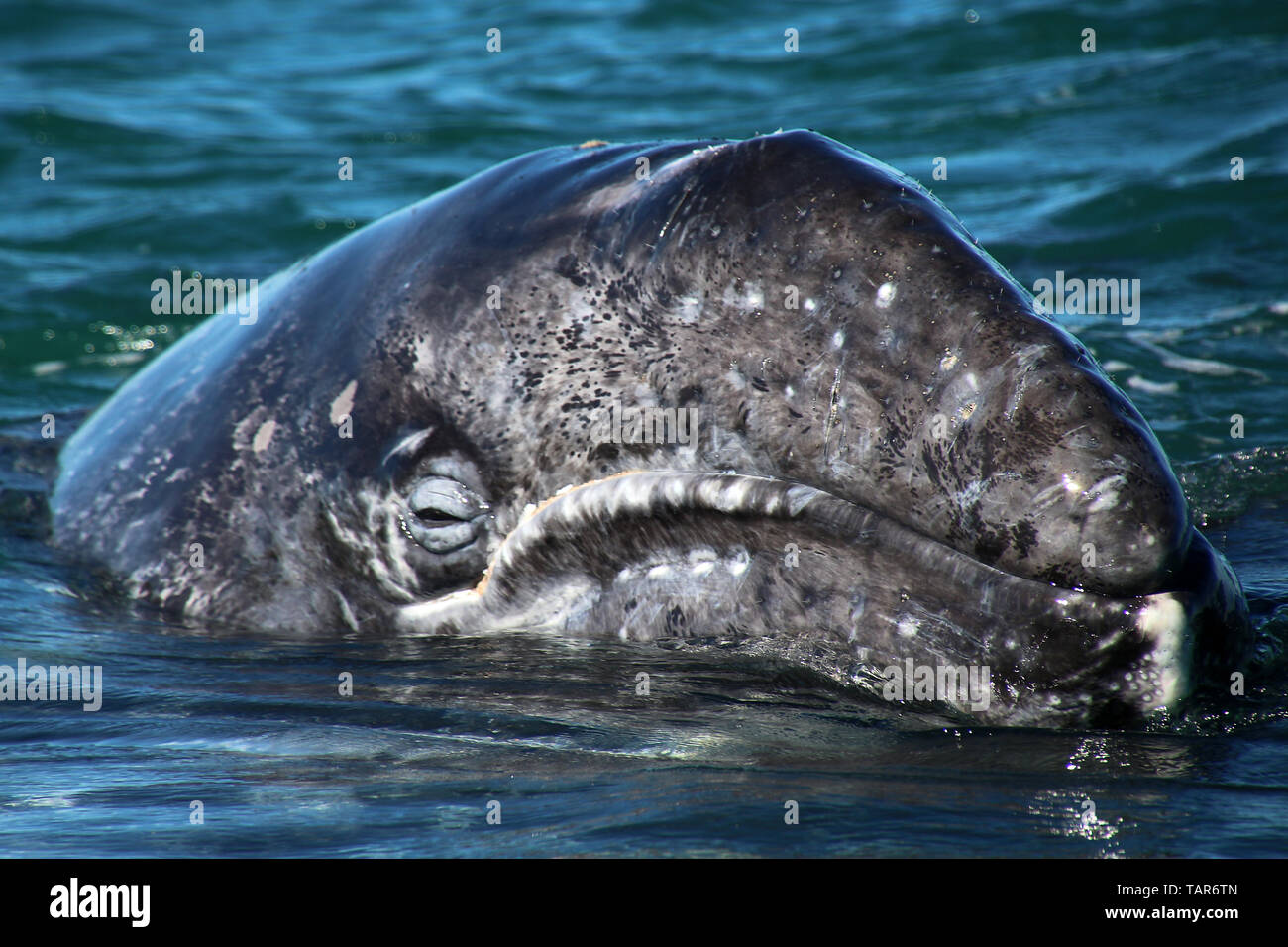 Veau de la baleine grise Banque D'Images