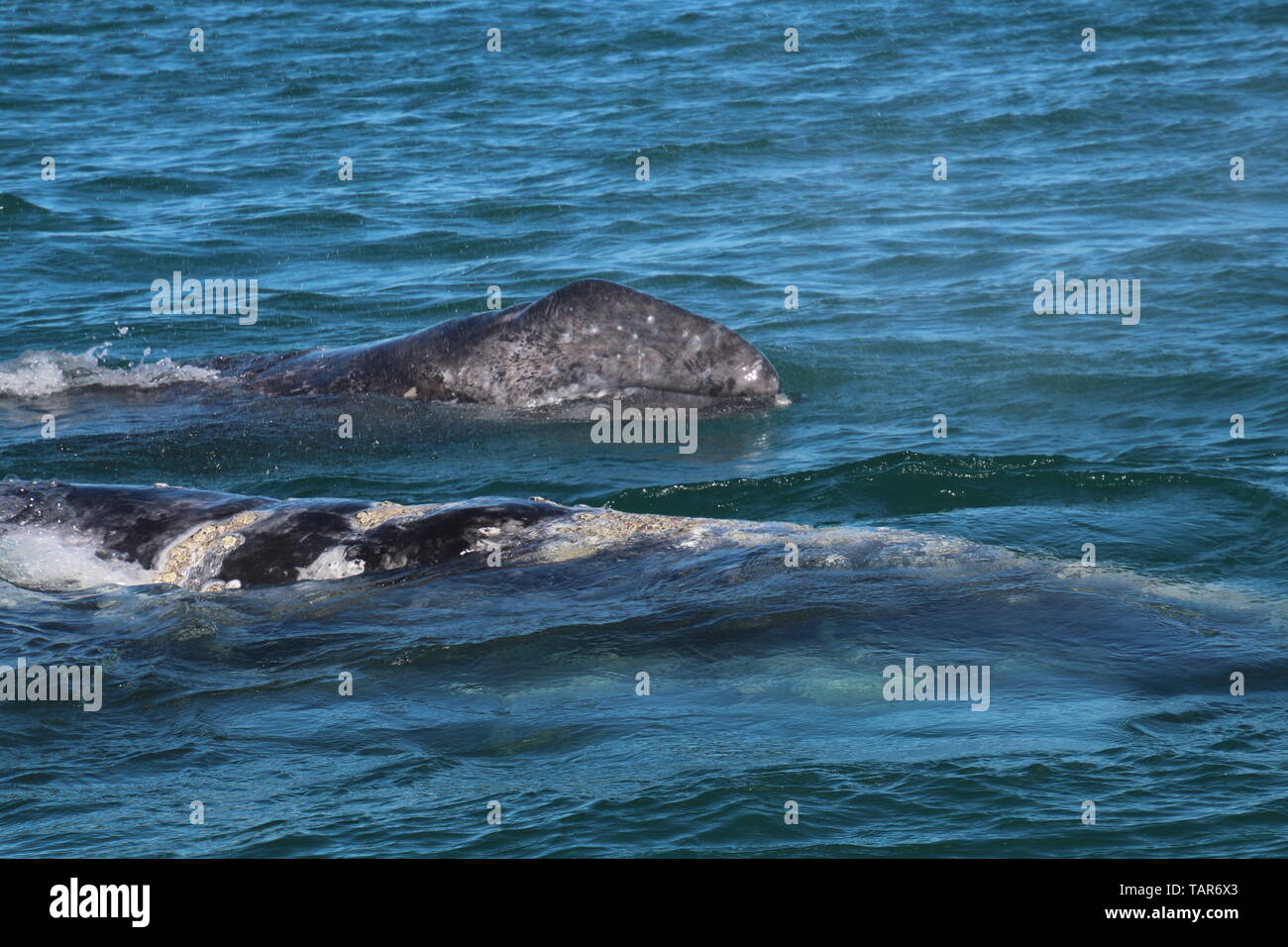 Veau de la baleine grise Banque D'Images