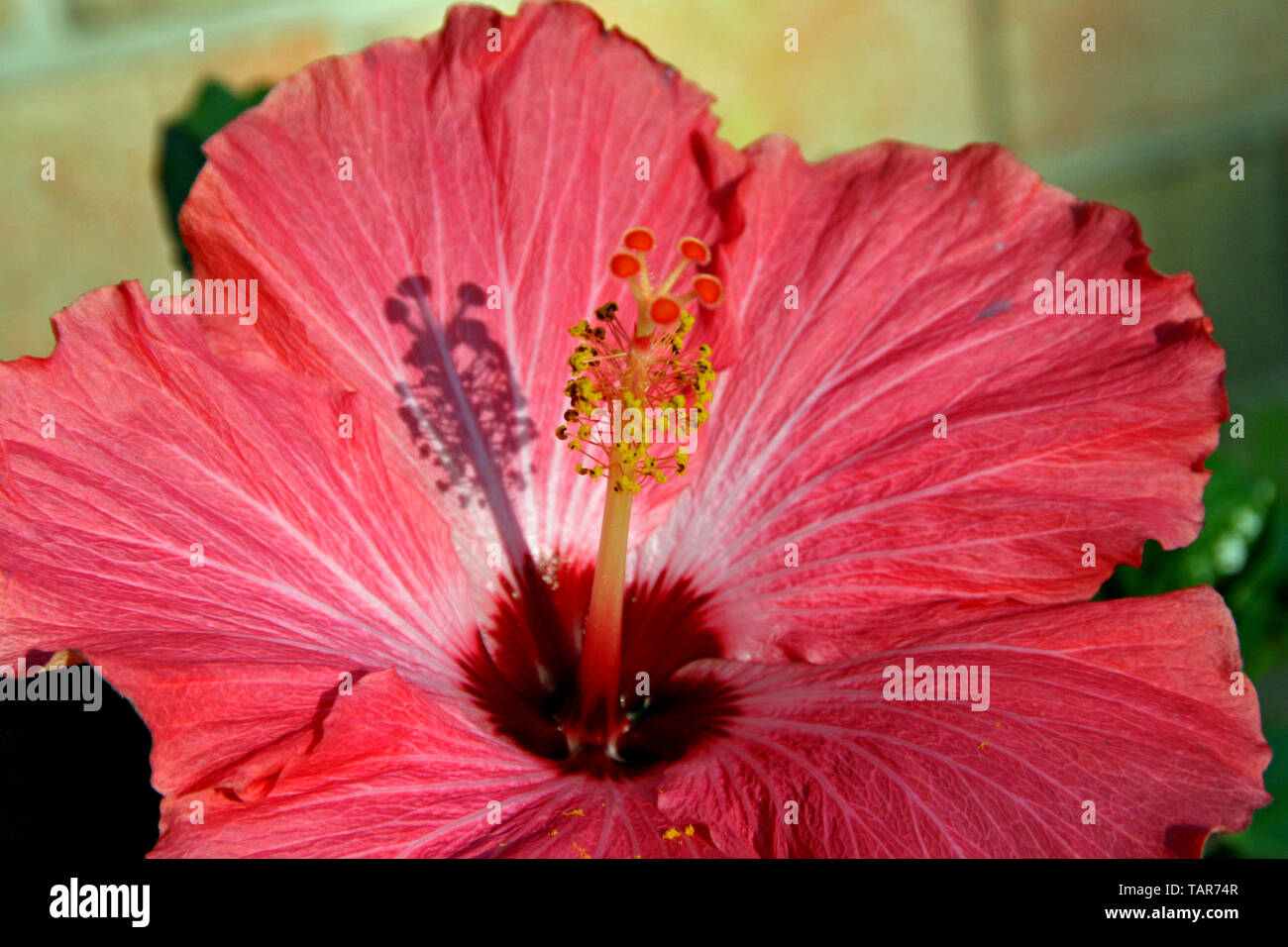 Hibiscus matin avec ombre Banque D'Images
