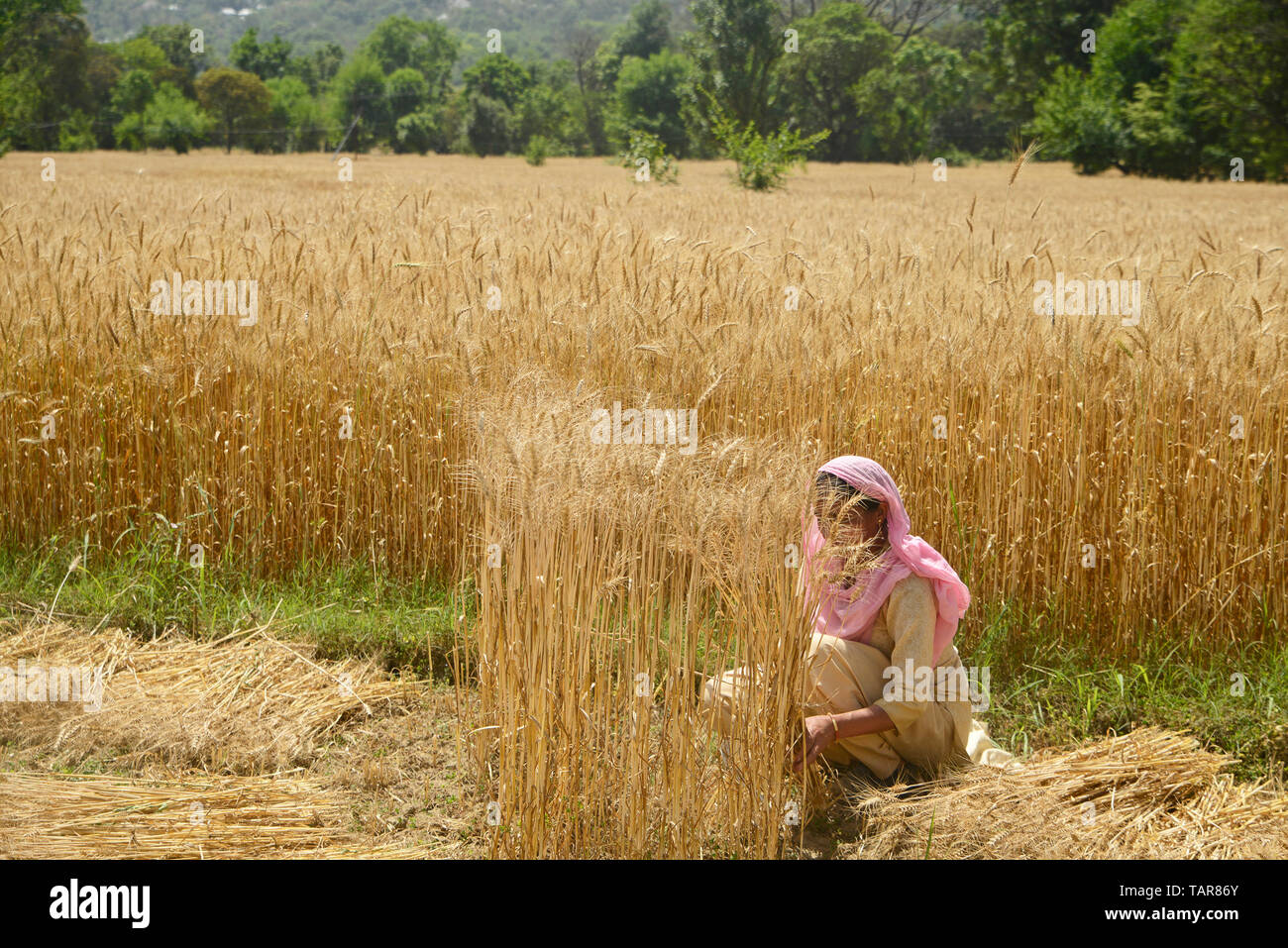 La récolte des cultures de blé agricultrice dans un champ de blé Banque D'Images