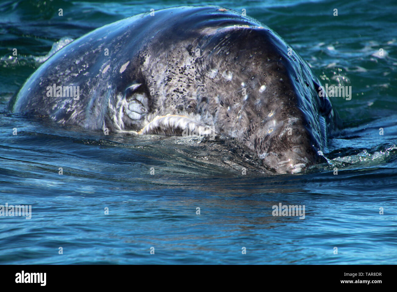 Veau de la baleine grise Banque D'Images