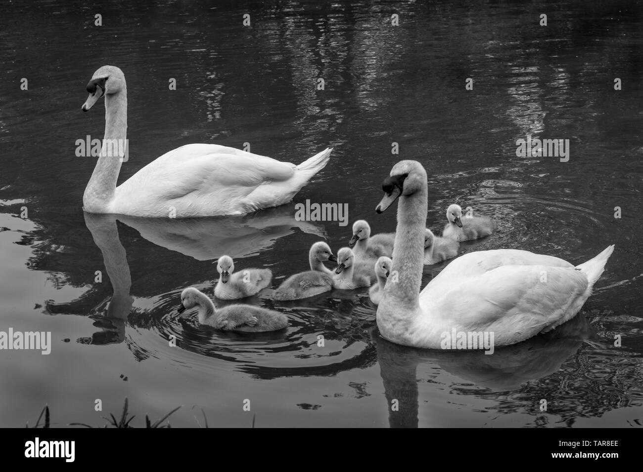 Une paire de cygnes adultes natation avec leur famille de cygnets sur un canal dans le Northamptonshire Banque D'Images