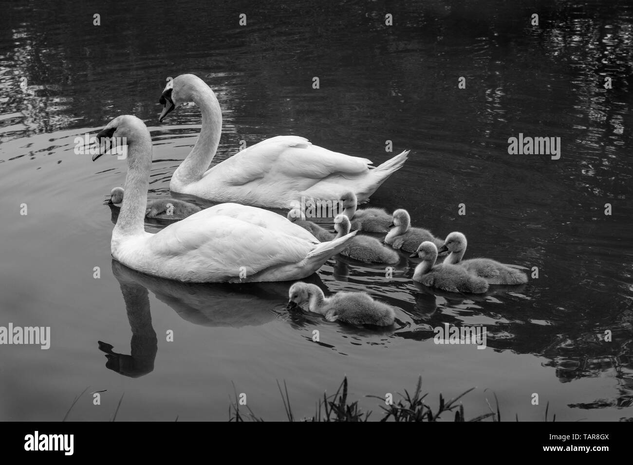 Une paire de cygnes adultes natation avec leur famille de cygnets sur un canal dans le Northamptonshire Banque D'Images