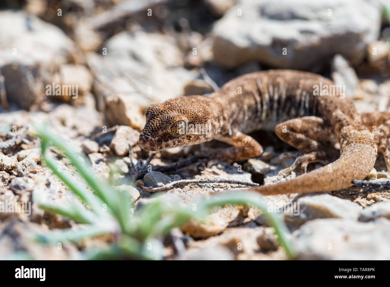 Close up même mignons petits doigts-Alsophylax sur sol genre gecko Banque D'Images