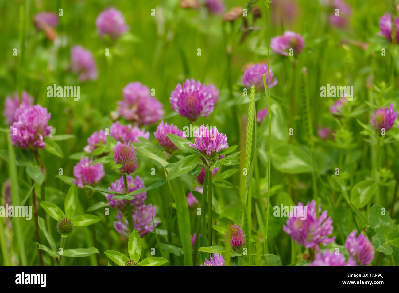 Roter Wiesen Klee, Pflanze mit lila, violett, farbener Blüte und grünen  Blättern, auf der Wiese Photo Stock - Alamy