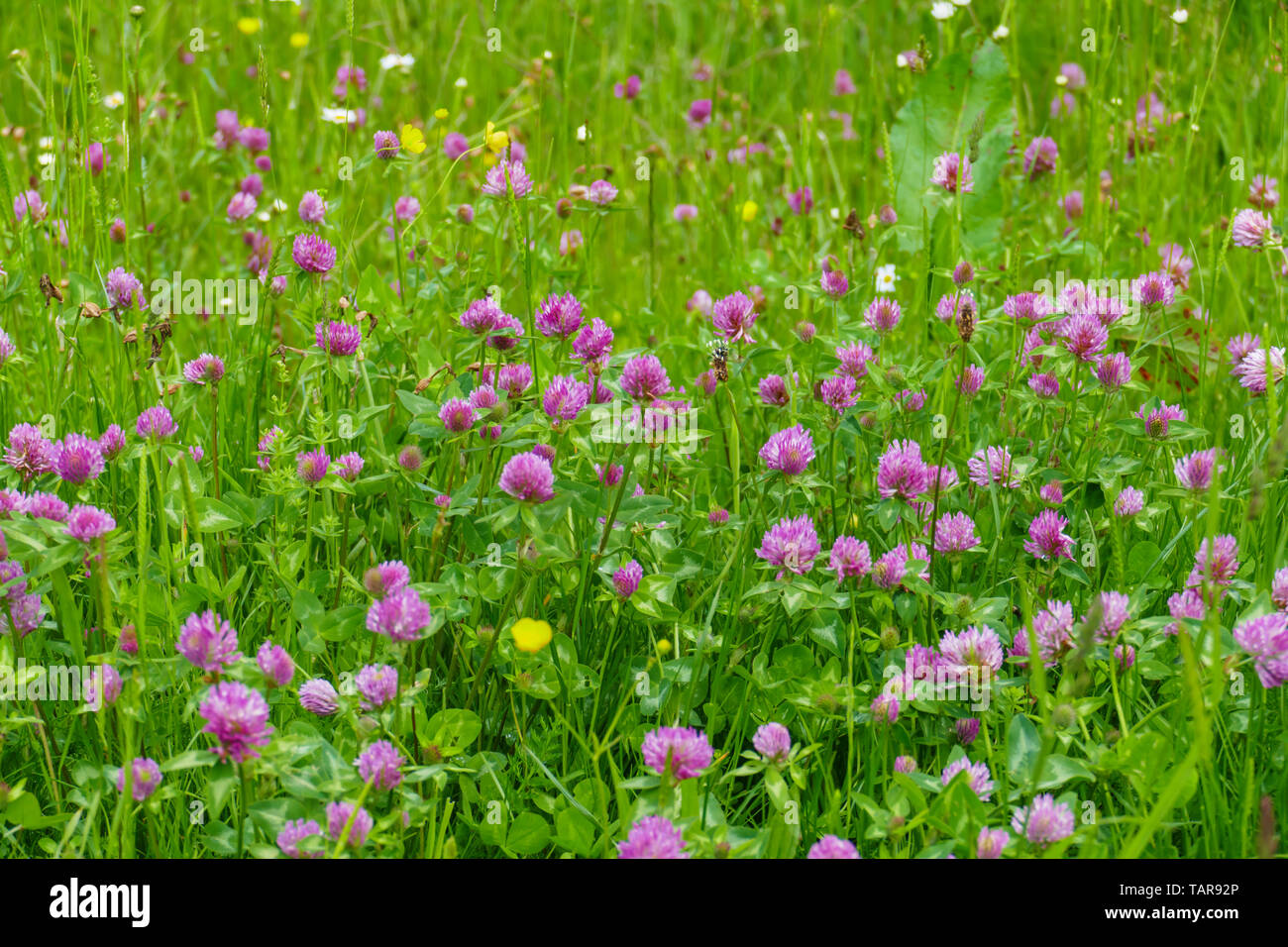 Roter Wiesen Klee, Pflanze mit lila, violett, farbener Blüte und grünen  Blättern, auf der Wiese Photo Stock - Alamy