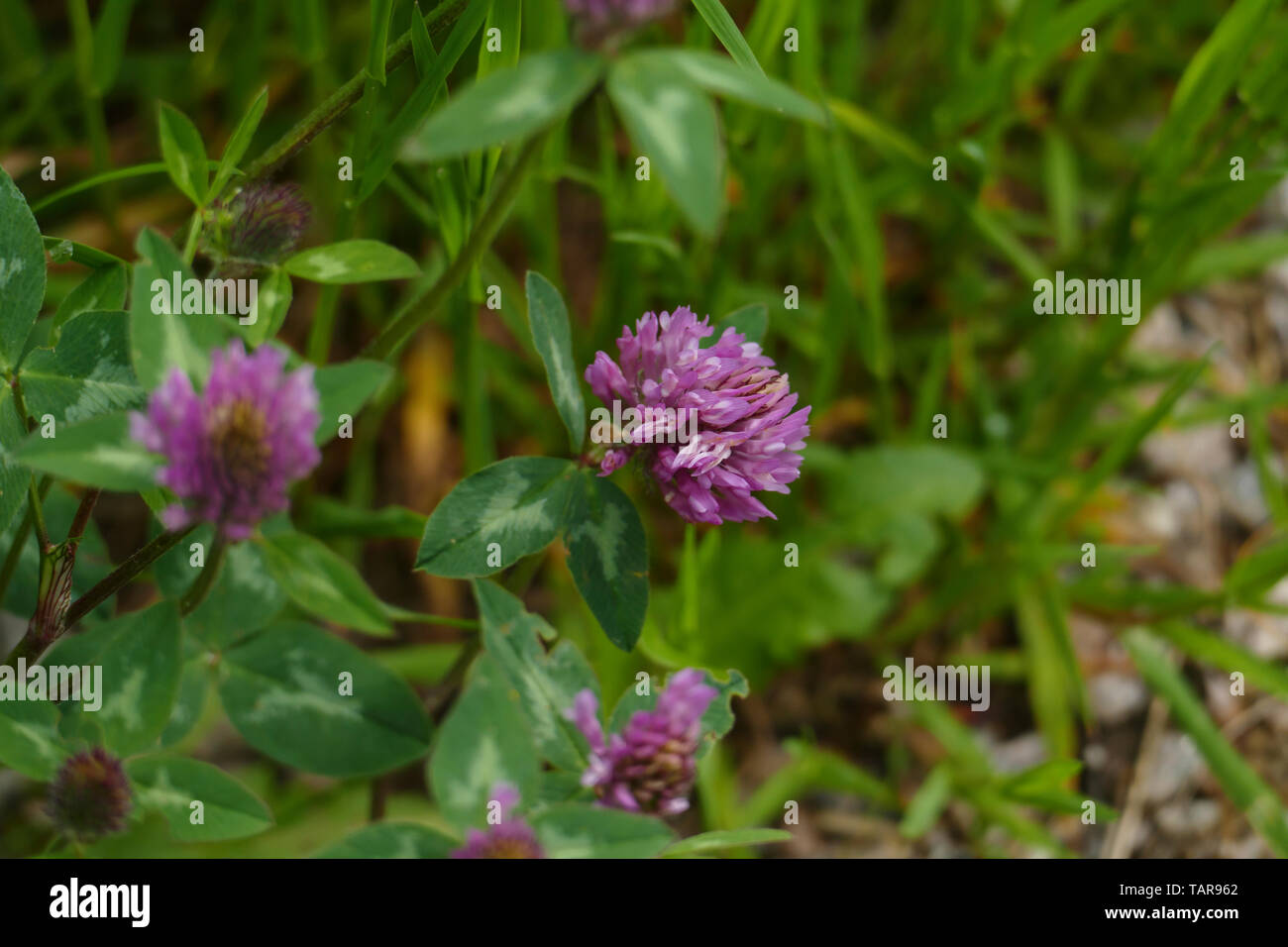 Roter Wiesen Klee, Pflanze mit lila, violett, farbener Blüte und grünen  Blättern, auf der Wiese Photo Stock - Alamy